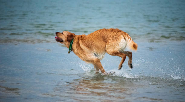 istock Puppies Playing on a Sandbar 1272170816