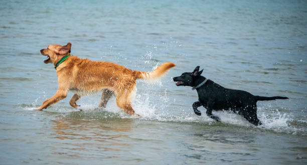 istock Puppies Playing on a Sandbar 1272170834