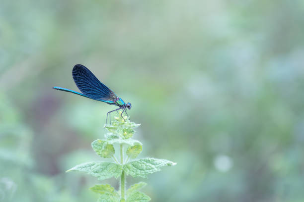 istock Blue dragonfly calopteryx splendens 1272170872