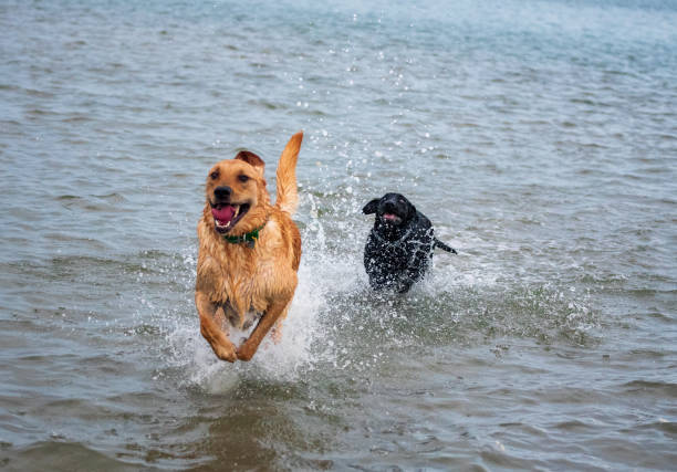 istock Puppies Playing on a Sandbar 1272170880