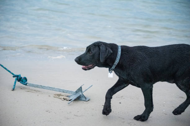 istock Puppies Playing on a Sandbar 1272171444