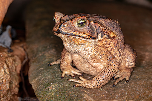 Red-Eye tree Frog  at night in a rain forest in the Arenal Area - Costa Rica