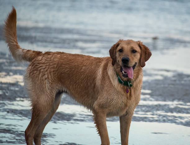 istock Puppies Playing on a Sandbar 1272171505