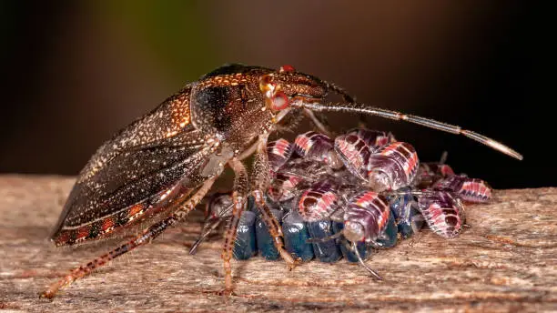 Stink bug of the Genus Antiteuchus protecting eggs with selective focus