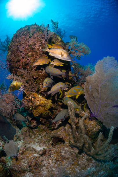 Caribbean marine life View of the stunning Caribbean coral reef with the Caesar grunt (Haemulon carbonarium) and the Schoolmaster (Lutjanus apodus) in Little Cayman, Cayman Islands caesar grunt photos stock pictures, royalty-free photos & images