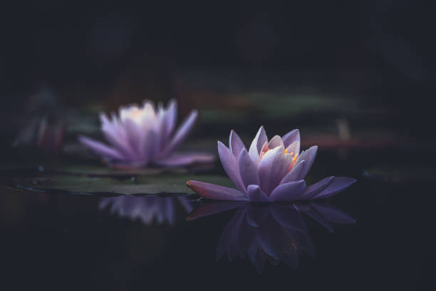 istock Pink lotus flower or water lily selective focus 1272173168