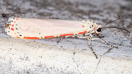 Ornate Bella Moth of the species Utetheisa ornatrix