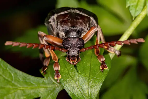 Photo of Bean Weevil