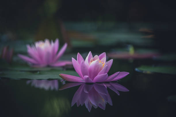 istock Pink lotus flower or water lily selective focus 1272173509