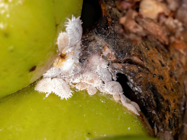 mealybugs - scale insect stock-fotos und bilder