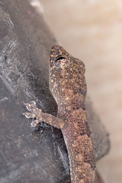 istock tropical house gecko 1272174329