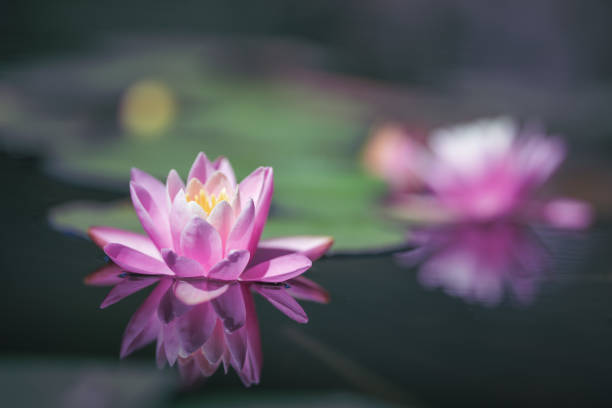 istock Pink lotus flower or water lily selective focus 1272174424