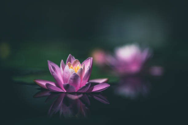 istock Pink lotus flower or water lily selective focus 1272174425