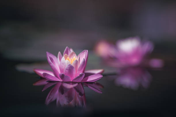 istock Pink lotus flower or water lily selective focus 1272174823