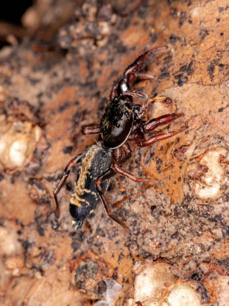 istock Brazilian jumping spider 1272175416