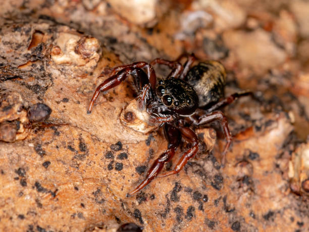 istock Brazilian jumping spider 1272175422