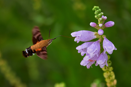 Halcón Moth comiendo de una flor photo