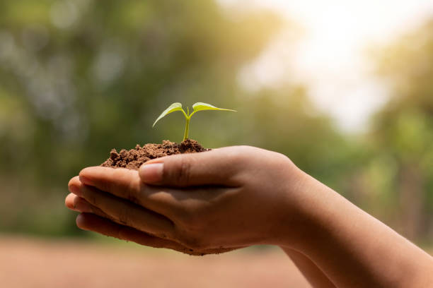 istock Hand holding growing tree on blurred green nature background and sun light concept about earth day. 1272176177