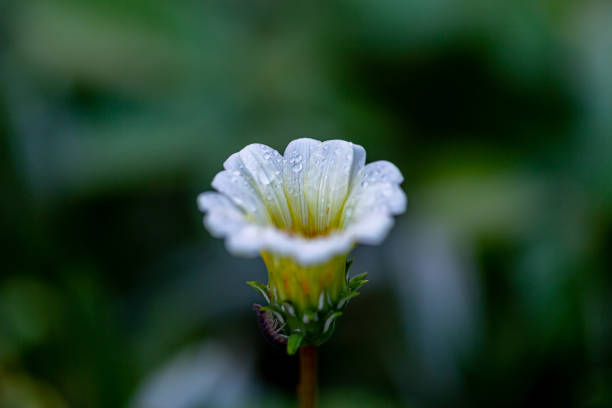 istock Water droplets on the petals 1272176195