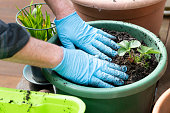 Transplanting strawberry plants to a pot in a domestic garden