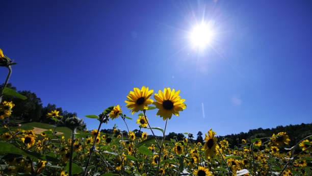istock Sunflower field in full bloom 1272176977