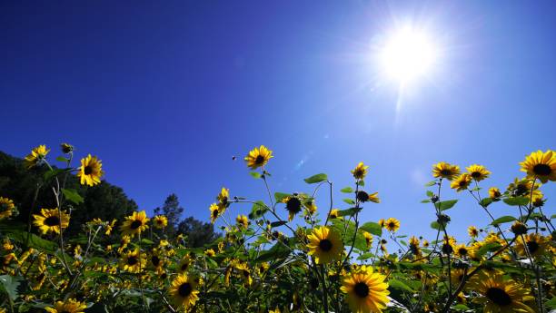 istock Sunflower field in full bloom 1272177020