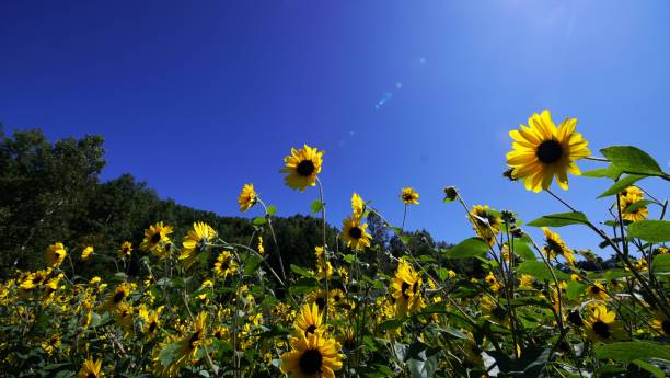 istock Sunflower field in full bloom 1272177063