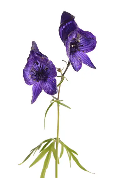 Monkshood, Alaskan wildflower blooming in June and July. This beautiful but poisonous flower (Aconitum sp.) is also known as aconite, wolf’s bane or devil’s helmet.