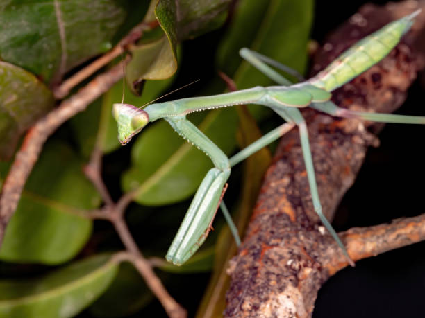 istock Brazilian Mantid 1272177483