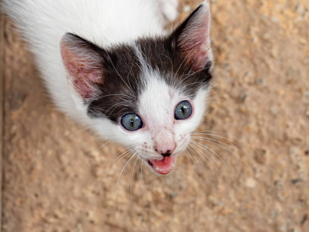 gato doméstico - white domestic cat ginger kitten - fotografias e filmes do acervo
