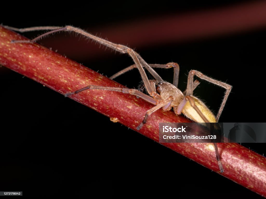 Agrarian Sac Spider Agrarian Sac Spider of the species Cheiracanthium inclusum Sac Stock Photo