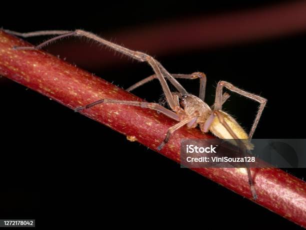 Agrarian Sac Spider Stock Photo - Download Image Now - Sac, Spider, Yellow