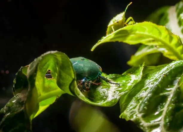 This macro nature image shows a shield bug (Pentatomoidea) and fig eater beetle (Cotinis mutabilis) hiding in the leafs of a large plant.