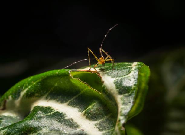 istock close up katydid (Tettigoniidae) nymph insect walking along leaf 1272178145
