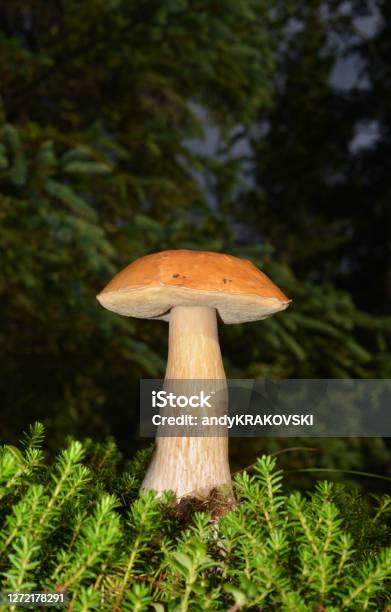 King Bolete In A Forest Stock Photo - Download Image Now - Peppery Bolete, Alaska - US State, Boletus