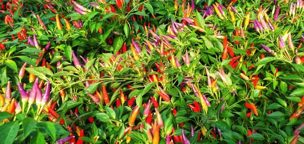 Plethora of Vibrant Ornamental Peppers