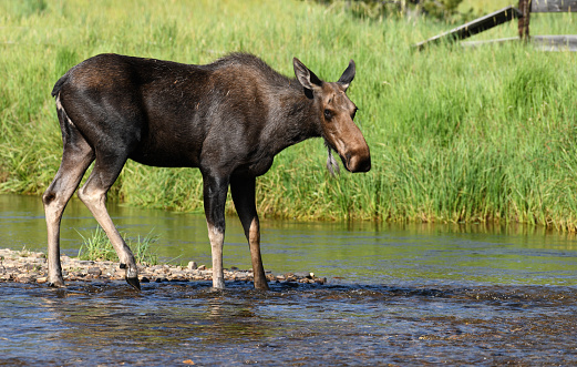 Cow moose in the Colorado River, still a small stream in the Rocky Mountains National Park.