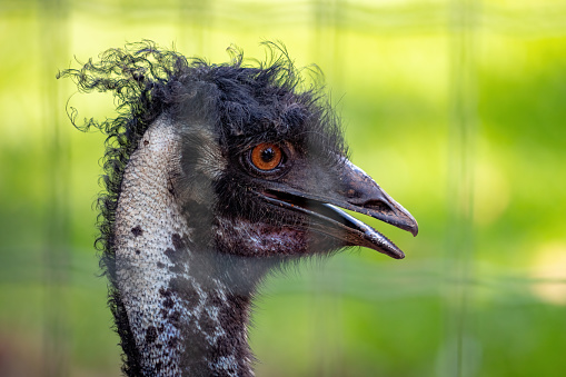 a ostrich in a zoo.