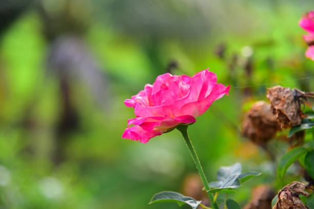 Close up flowers on green blur background.
