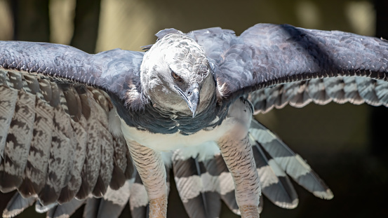 Harpy Eagle of the species Harpia harpyja
