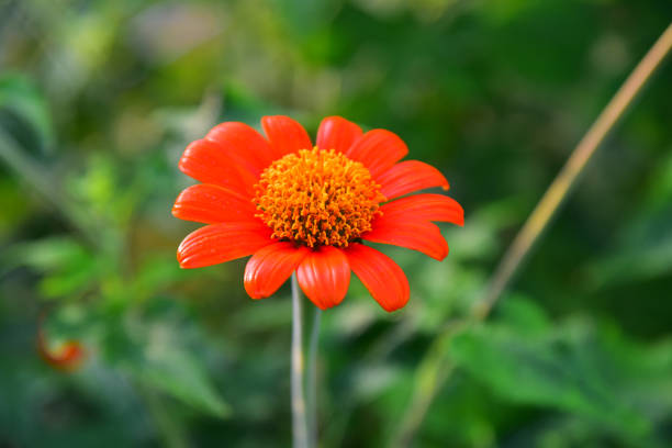 Close up flowers on green blur background.