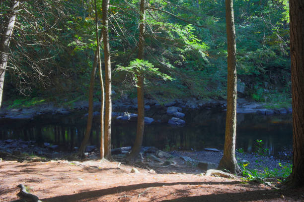 istock river and trees wildlife environment forest landscape 1272183963