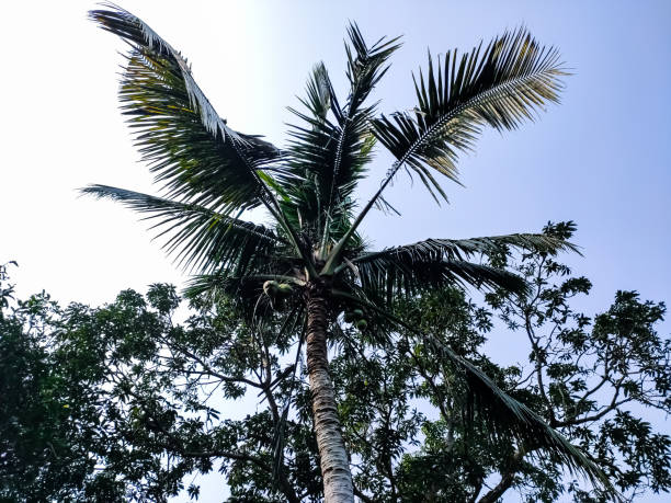 istock Big coconut trees low-angle shot in the daytime in india. 1272185039