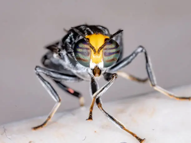 Photo of Soldier Fly