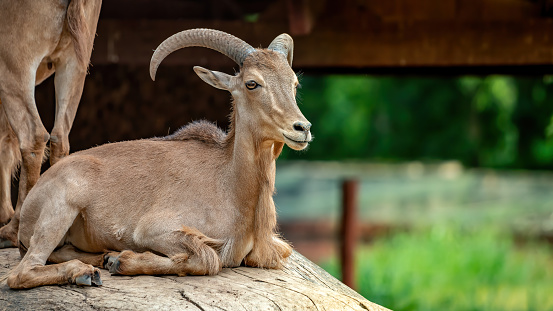 Aoudad of the species Ammotragus lervia