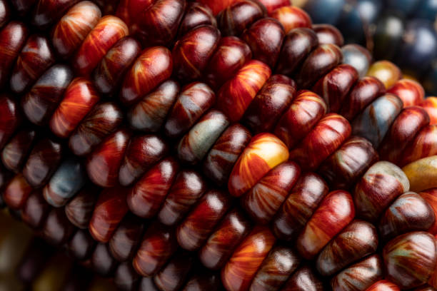 close up macro shot of dry, native indian corn. usado como uma decoração de outono. - indian corn - fotografias e filmes do acervo