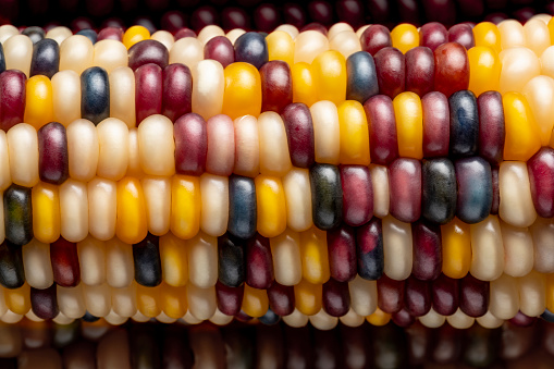 Close up of Native Indian Corn, used for Autumn Decoration