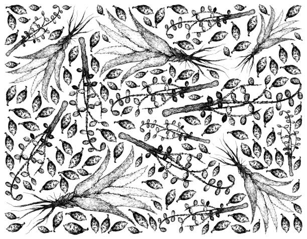 Hand Drawn of Saw Palmetto Berries with Aloe Vera Background Herbal and Plant, Hand Drawn Illustration Background of Serenoa Repens or Saw Palmetto Berries with Aloe Vera Plants. saw palmetto stock illustrations