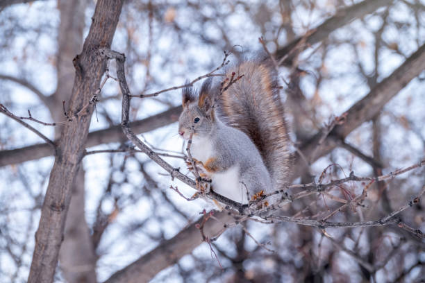 istock The squirrel sits on a branches without leaves in the winter or autumn 1272191233