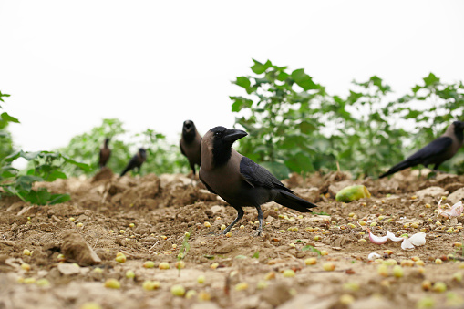 Group of crows in agriculture field outdoors. Crow is a bird of the genus Corvus, or more broadly a synonym for all of Corvus. The term \